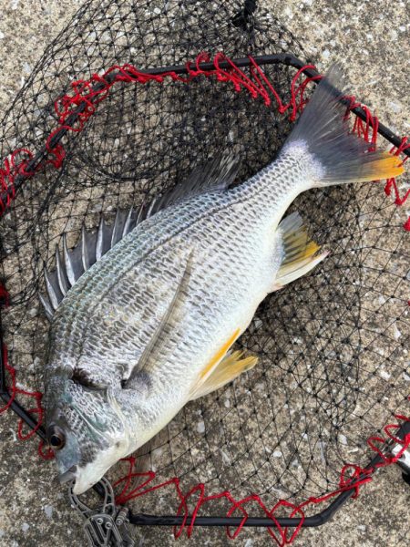 ヘチってきました