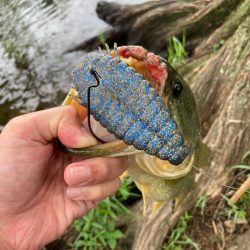 ギルパターンの季節