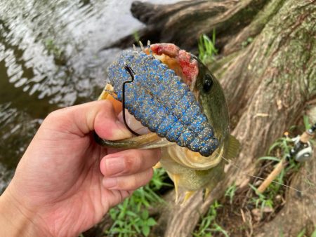 ギルパターンの季節