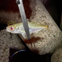 やっとアジいた