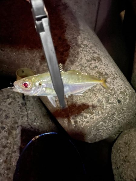 やっとアジいた