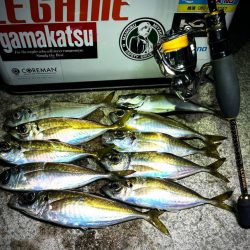 アジング>* ))))><