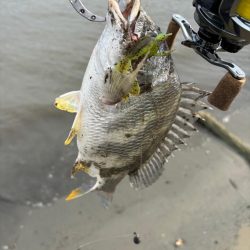 満月周り中潮の淀川キビレ