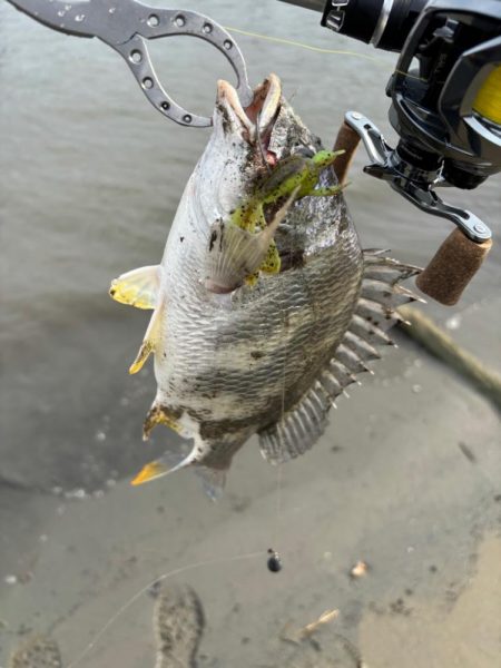 満月周り中潮の淀川キビレ