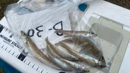 ダイワ2025キストーナメント香川