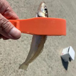 昼からのキス釣り