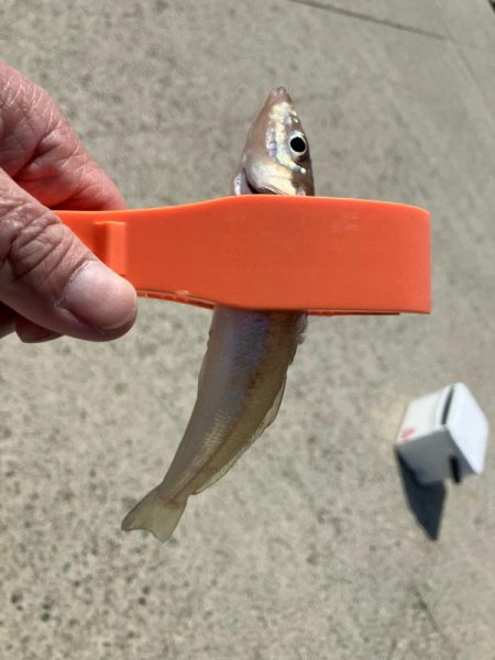 昼からのキス釣り