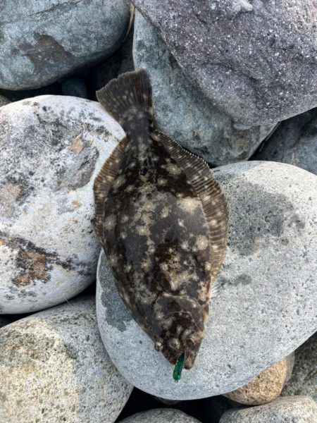 久しぶりのスズキさん