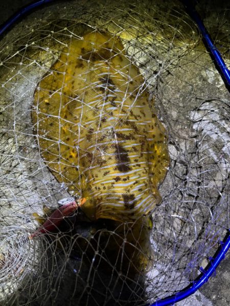 エギング　大物連発