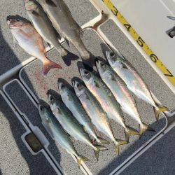 シーバス/キャスティング