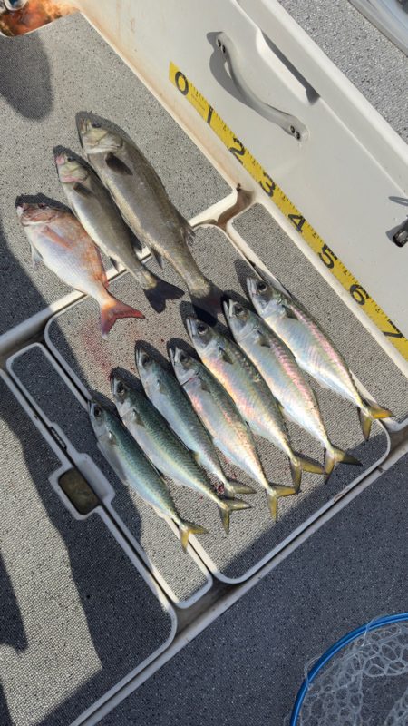 シーバス/キャスティング