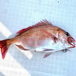 2025.5Mission大阪湾のつり①