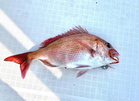 2025.5Mission大阪湾のつり①