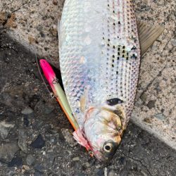 なかなか厳しいですが…