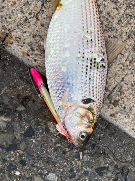 なかなか厳しいですが…