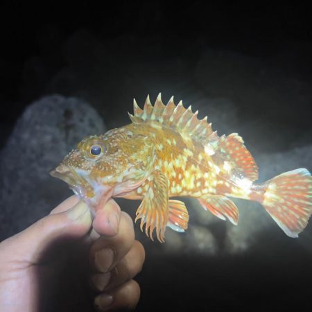 新しいデザインのワームでメバリング