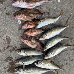 アジングでロックフィシングも！