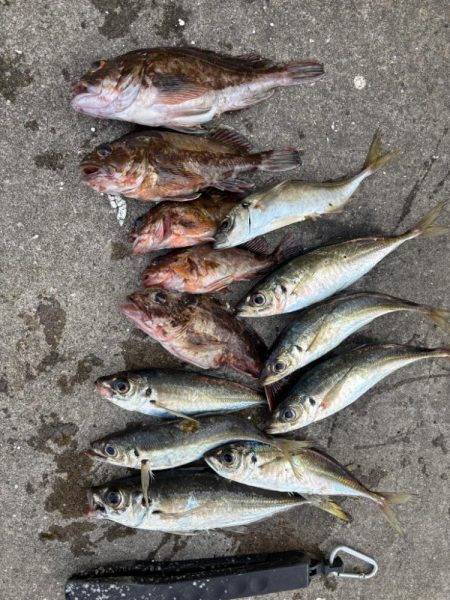 アジングでロックフィシングも！