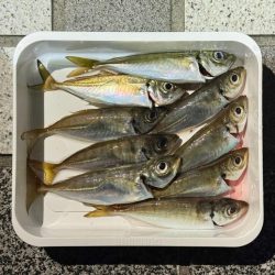 やっとアジングで釣れた