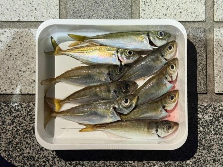 やっとアジングで釣れた