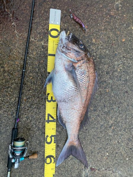 エギングでショアレッド降臨