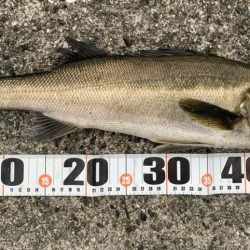 春シーバス、チヌ