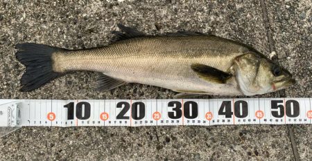 春シーバス、チヌ