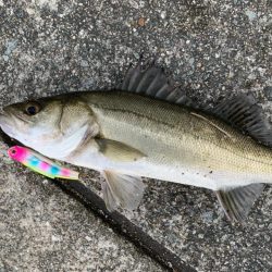 朝マヅメシーバス