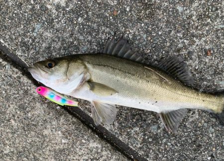 朝マヅメシーバス