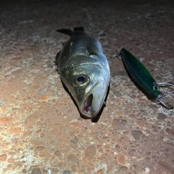 カラダの半分近くもあるルアーを食ってきた