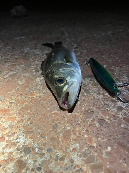 カラダの半分近くもあるルアーを食ってきた