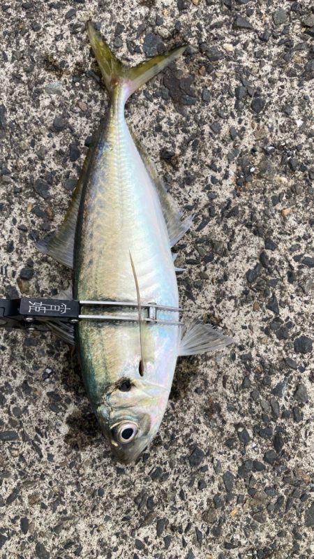 タイミング良く(*'▽'…