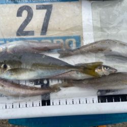 シロギスタ出陣