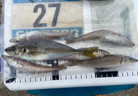 シロギスタ出陣