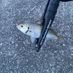 アジは夕まずめだけ