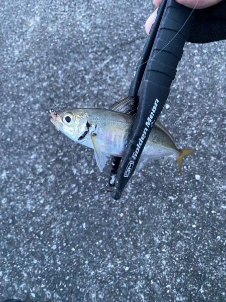 アジは夕まずめだけ