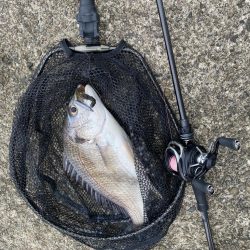 キビレ2、シーバス1