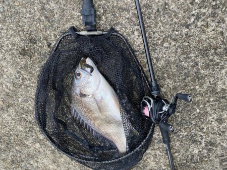 キビレ2、シーバス1