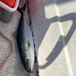 若狭湾、ブリ注意報！！