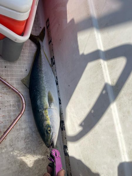 若狭湾、ブリ注意報！！