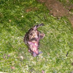 ホタルイカでメジナ