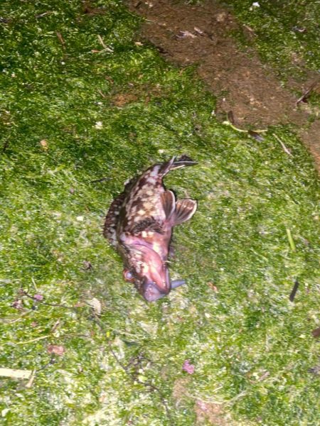 ホタルイカでメジナ