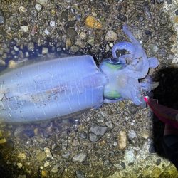 ナイトから朝マズメエギング