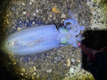 ナイトから朝マズメエギング