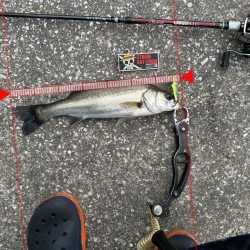 約一か月ぶりのシーバスくんに歓喜！