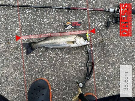 約一か月ぶりのシーバスくんに歓喜！