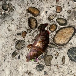 久しぶりのヒラメ