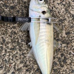 この日は小さめ(*´꒳`*)