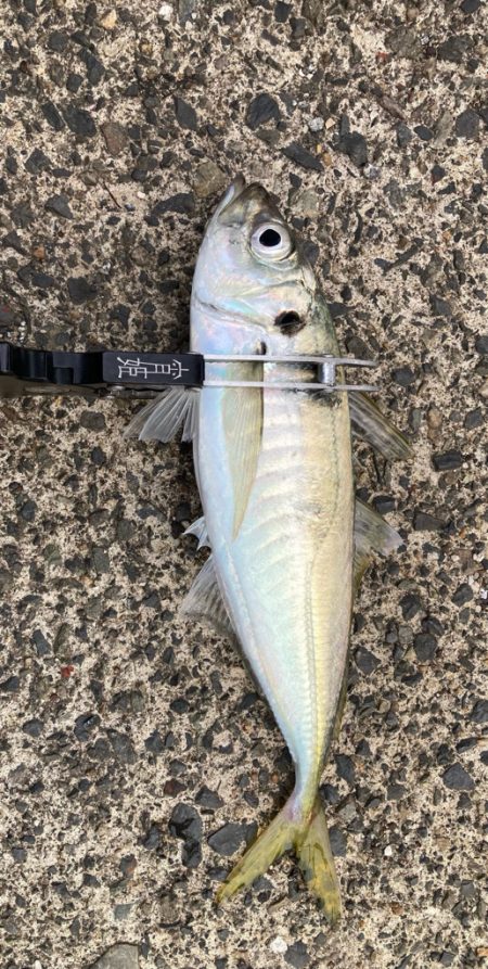 この日は小さめ(*´꒳`*)