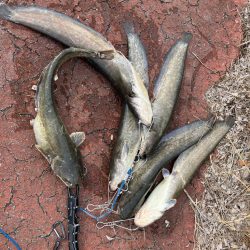 雨の後は良く釣れる